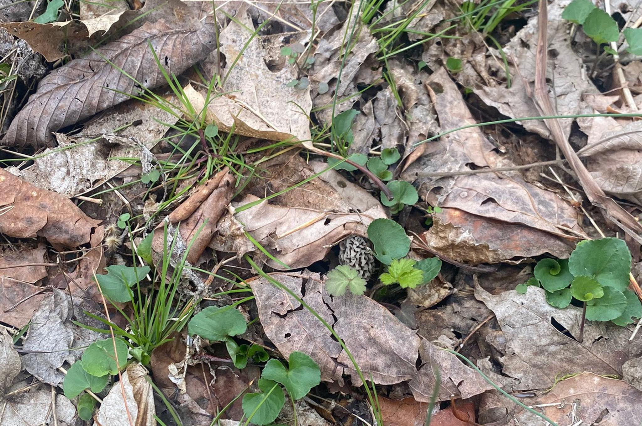 Without fungeyes glasses - not visible morel