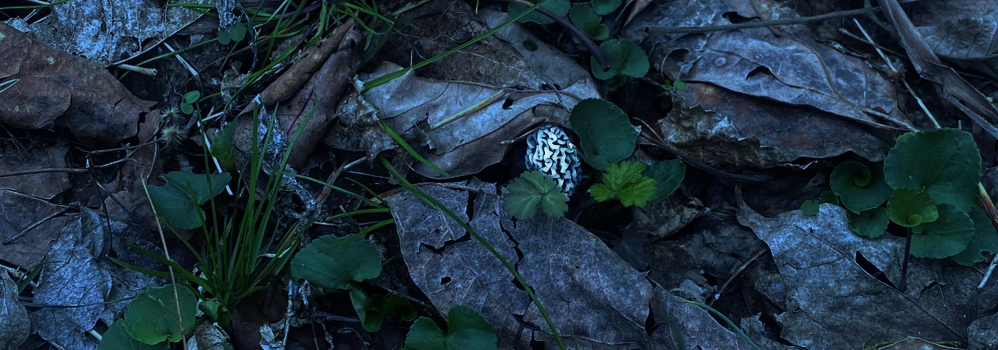 With fungeyes glasses - visible morel